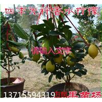 四季无核香水柠檬苗—广西无核香水柠檬苗