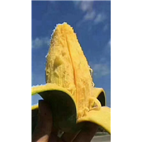 芒果苗  芒果苗批发  优质芒果苗 当年结果 嫁接芒果苗 