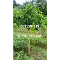 广西金煌芒果苗基地，广西批发金煌芒果苗