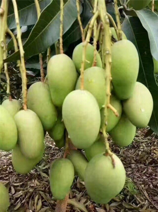 哪里有嫁接芒果果挂苗卖，嫁接四季芒果苗，当年 