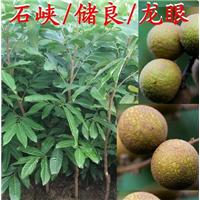 批发龙眼苗、广东龙眼苗、广东龙眼苗基地