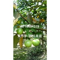 广西番石榴苗出售，供应广西番石榴苗