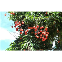 广西荔枝苗，广西荔枝苗价格，桂味，三月红，糯米糍，无核荔枝苗 