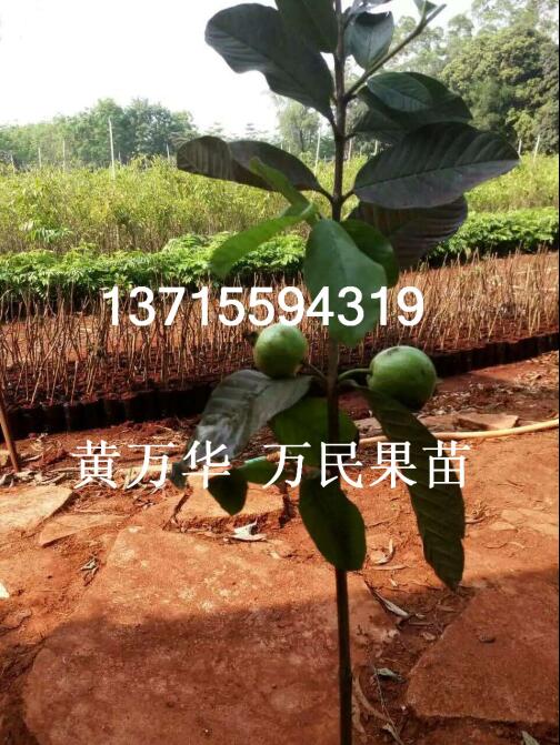 广东番石榴苗批发@广东番石榴苗出售