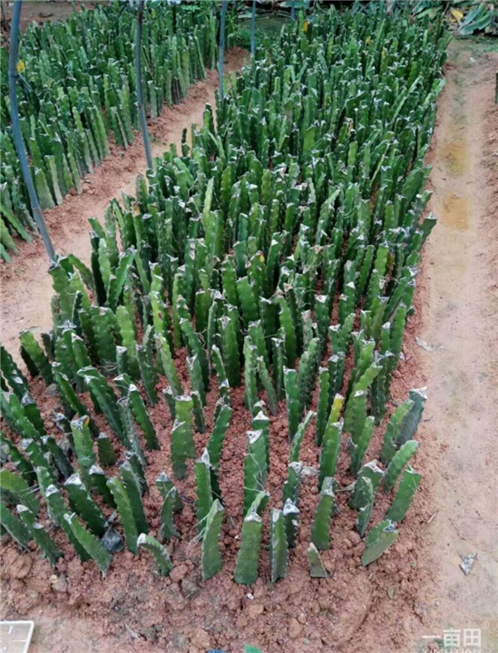哪里有红肉火龙果苗卖，红肉火龙果苗供应批发 