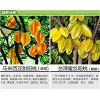 广西出售杨桃苗、广西杨桃苗价格