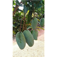 桂七芒   优质芒果苗 当年结果 广西果苗 