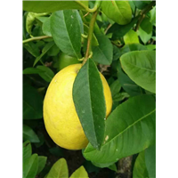 广西香水柠檬，无籽柠檬，四季柠檬 
