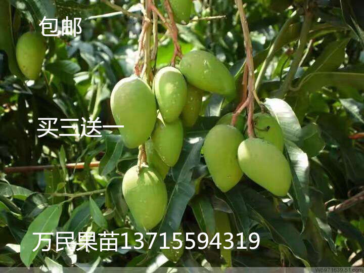 出售四季芒果苗，广西四季芒果苗供应