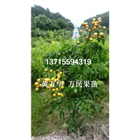 广东甜黄皮苗价格，供应广东话甜黄皮苗