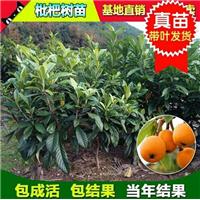 广西枇杷苗价格；广西出售枇杷苗
