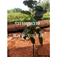 广东番石榴苗批发@广东番石榴苗出售