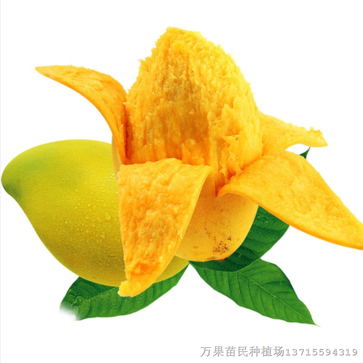 台农一号，金煌芒果苗  芒果苗，贵妃 