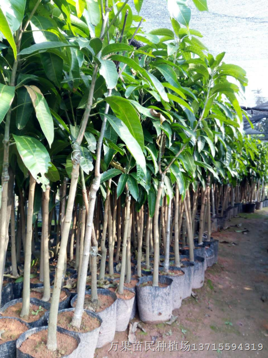 金煌芒果苗，优质芒果苗  当年结果 台农一号 果苗批发供应 