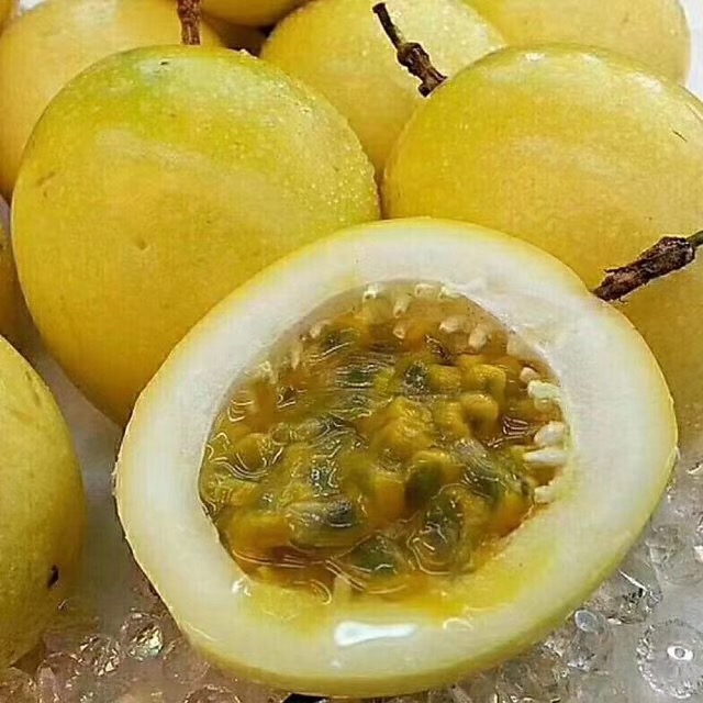 广西百香果苗，哪里有百香果苗卖，百香果苗价格，优质百香果苗 