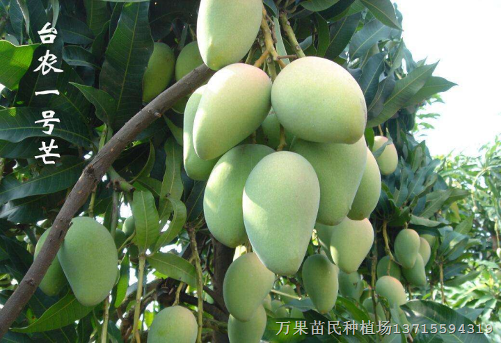 广西果树苗  红贵妃  广西嫁接芒果苗，芒果苗基地 