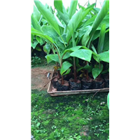 红香蕉 