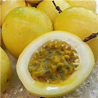 广西百香果苗，哪里有百香果苗卖，百香果苗价格，优质百香果苗 