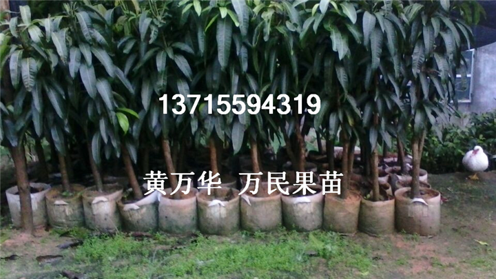 广西桂七芒果苗出售，供应广西桂七芒果苗苗