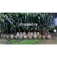 广西桂七芒果苗出售，供应广西桂七芒果苗苗