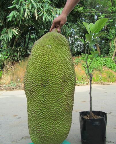 广东哪里有菠萝蜜苗卖？广东菠萝蜜苗供应