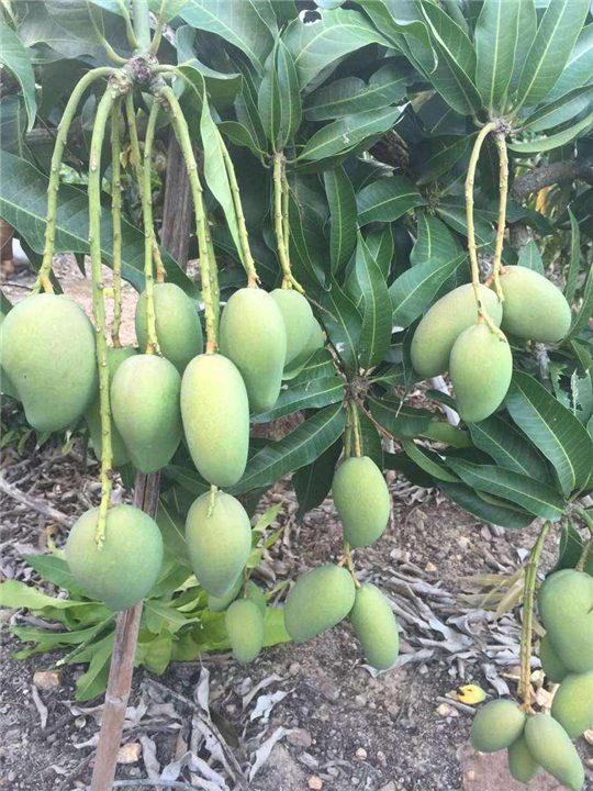 广西芒果苗种植基地，四季芒果苗，广西芒果苗批发 