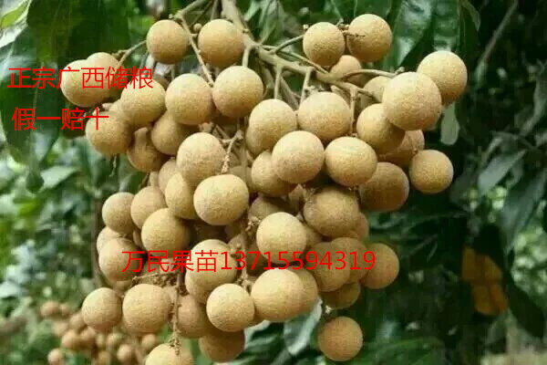 广西龙眼苗价格，广西龙眼苗基地
