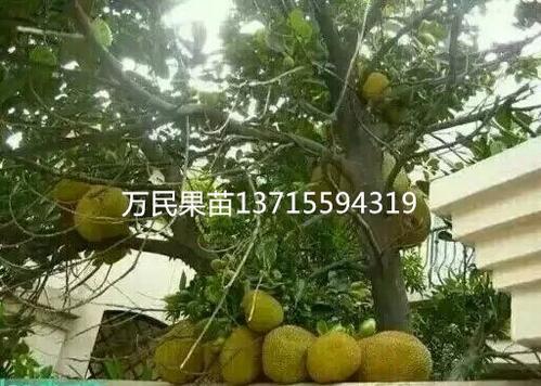 广西批发菠萝蜜苗，大量供应菠萝蜜苗