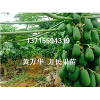 广西木瓜苗基地，广西木瓜苗价格 