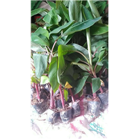 红香蕉，皇帝焦，粉焦 