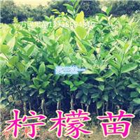 广东批发柠檬苗，广东出售柠檬苗