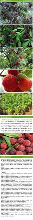 广西杨梅苗批发，哪里有东魁杨梅苗卖？