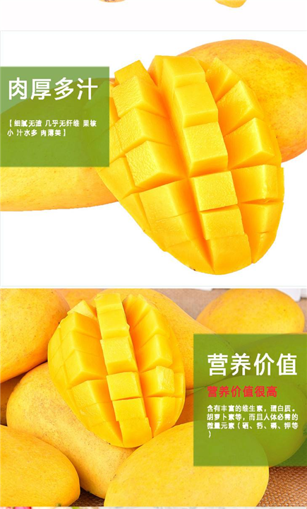 优质芒果苗，嫁接芒果苗，芒果苗结果，芒果苗批发 