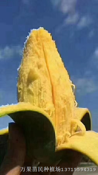 芒果苗  芒果苗批发  优质芒果苗 当年结果 嫁接芒果苗 