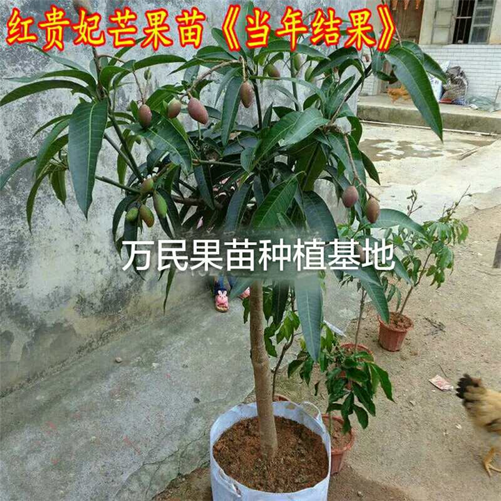 广西万民果苗，优质芒果苗，优质台农一号苗 