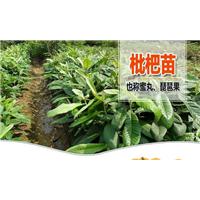 广东枇杷苗基地；广东枇杷苗批发