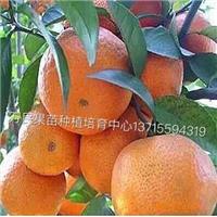 广西柑桔苗批发，广西柑桔苗基地