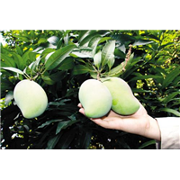 广西芒果苗供应、广西出售芒果苗