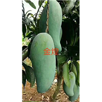 芒果苗批发，优质芒果苗，金煌，台农 贵妃 