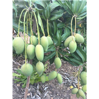 金煌芒果苗，台农一号芒果苗，贵妃芒果苗，四季芒果苗批发供应 