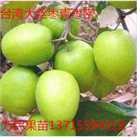 广西青枣苗基地\广西青枣苗价格