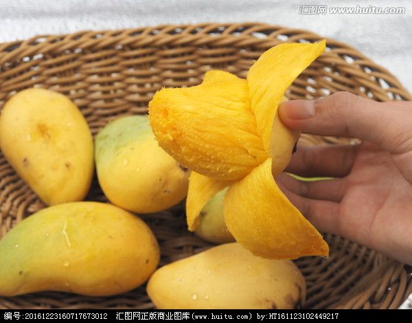 广西果苗，广西果树苗，广西嫁接果树苗，芒果苗批发，优质芒果苗 