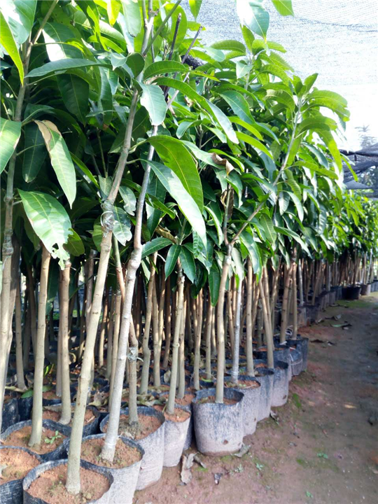 优质芒果苗，哪里有芒果苗批发，批发芒果苗基地 