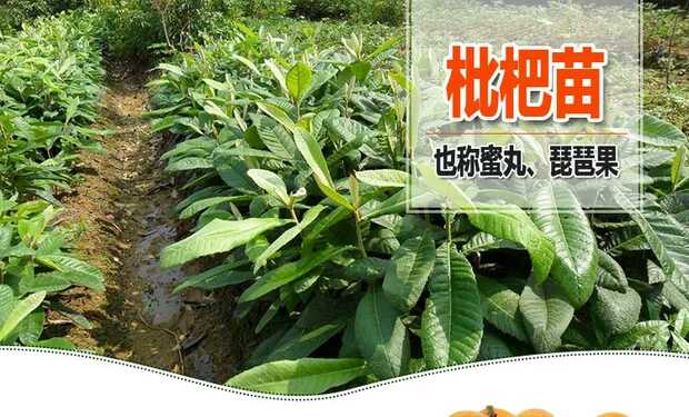 广东枇杷苗基地；广东枇杷苗批发