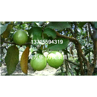 广西番石榴苗基地，广西批发番石榴苗