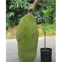 广东哪里有菠萝蜜苗卖？广东菠萝蜜苗供应