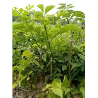 嫁接黄皮苗，无核黄皮，甜黄皮，黄皮苗价格，黄皮苗批发 