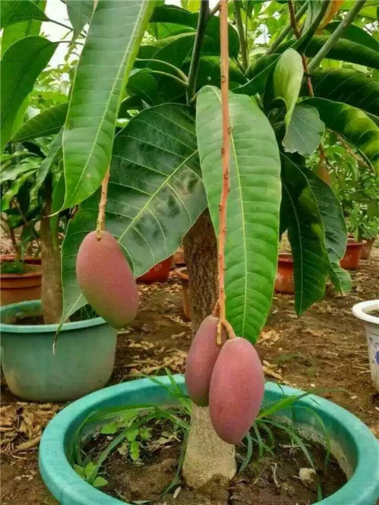 供应批发红贵妃苗 