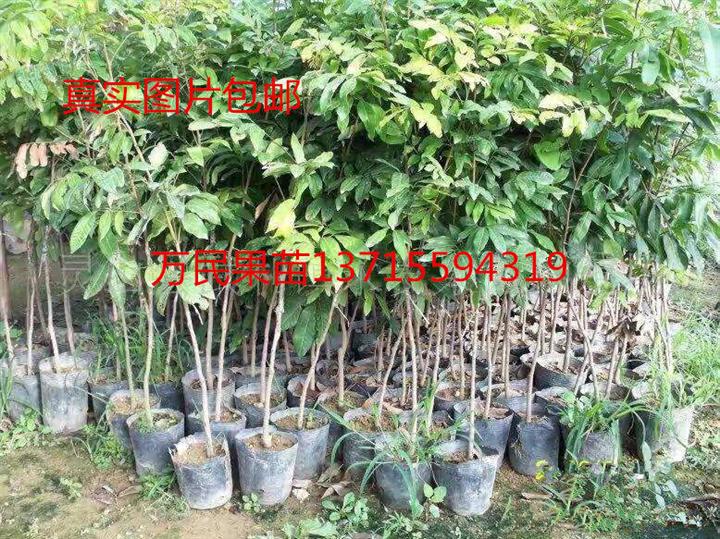 广西批发龙眼苗，广西哪里的龙眼苗好？