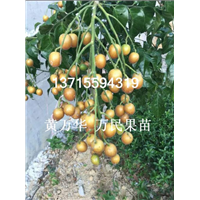 广西鸡心黄皮苗基地，广西批发鸡心黄皮苗
